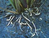 root jnot nematode